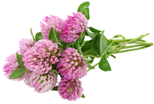 תמונה של על עלים תלתן אדום פרחים שלם 500 ג"ר